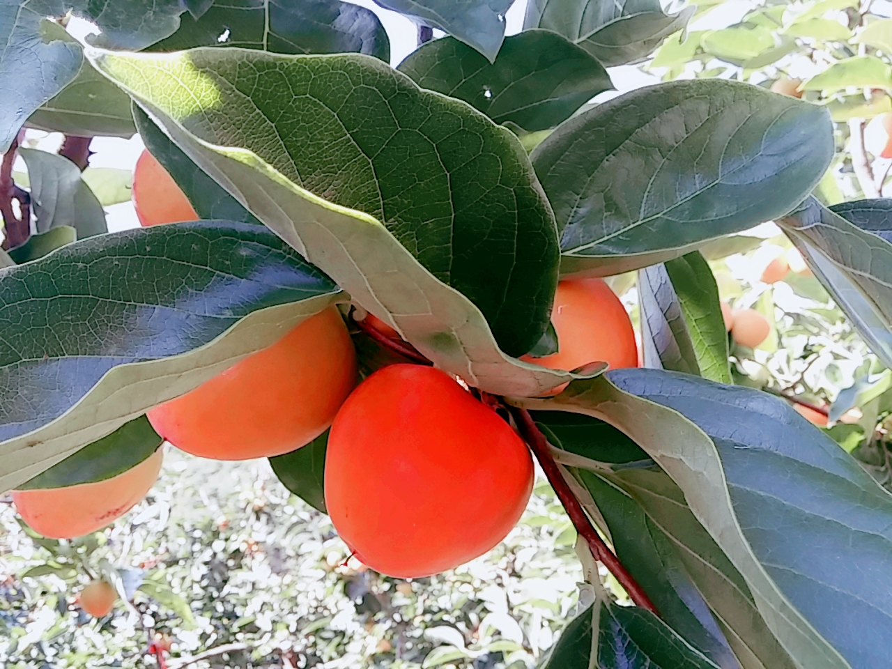 The taste of dried persimmons perfected by natural wind, The story of the traditional drying process shared by Nuri Farmers