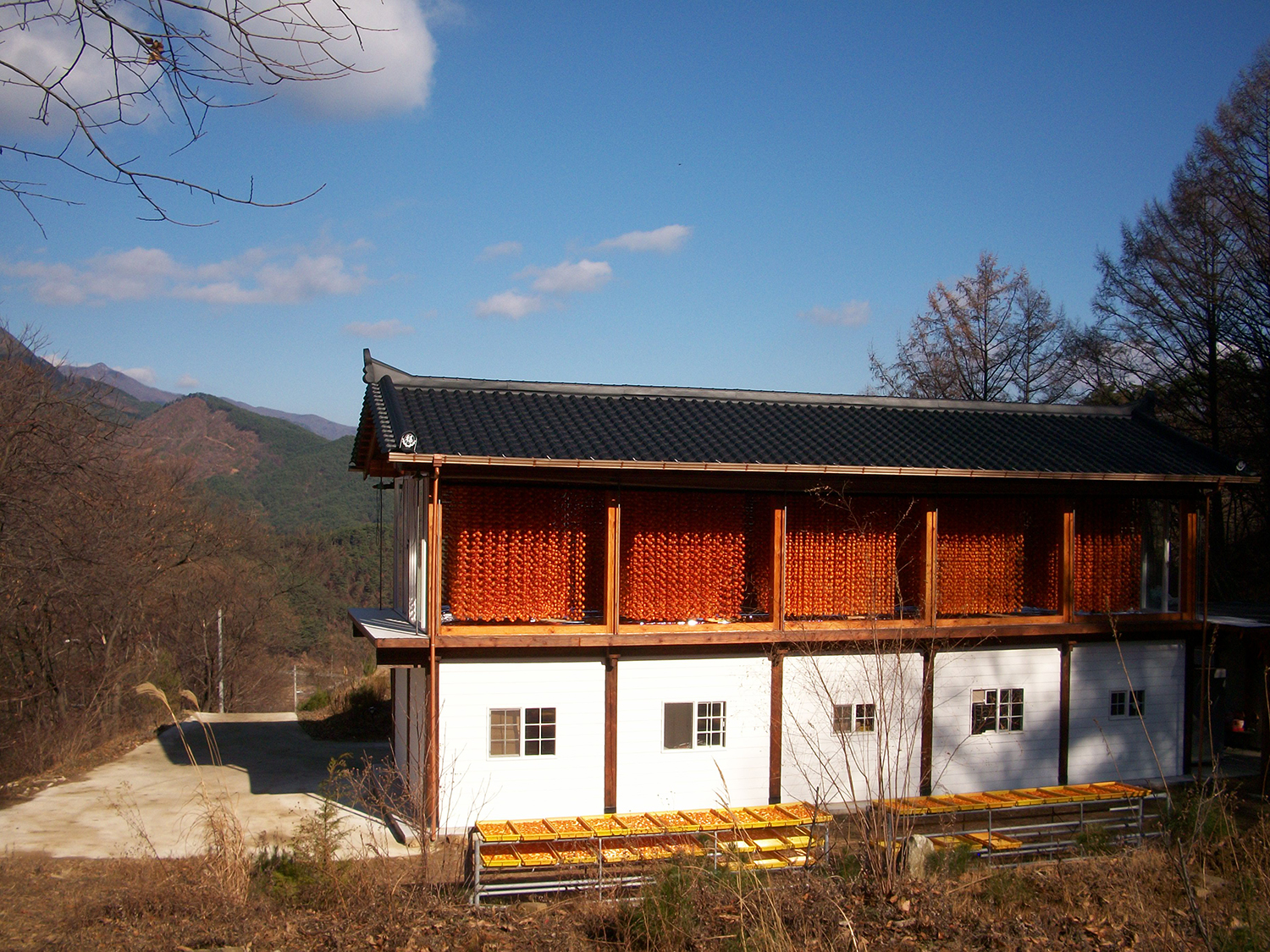 Traditional Korean Dried Persimmons: The Process of Making Nuri farmer Dried Persimmons