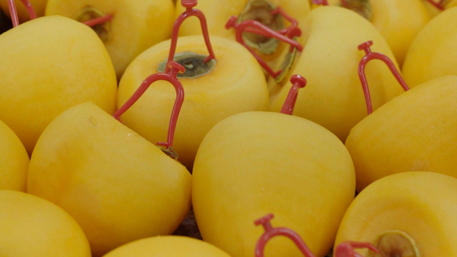 Dried Persimmon, Nurifarmer’s Korea Craft