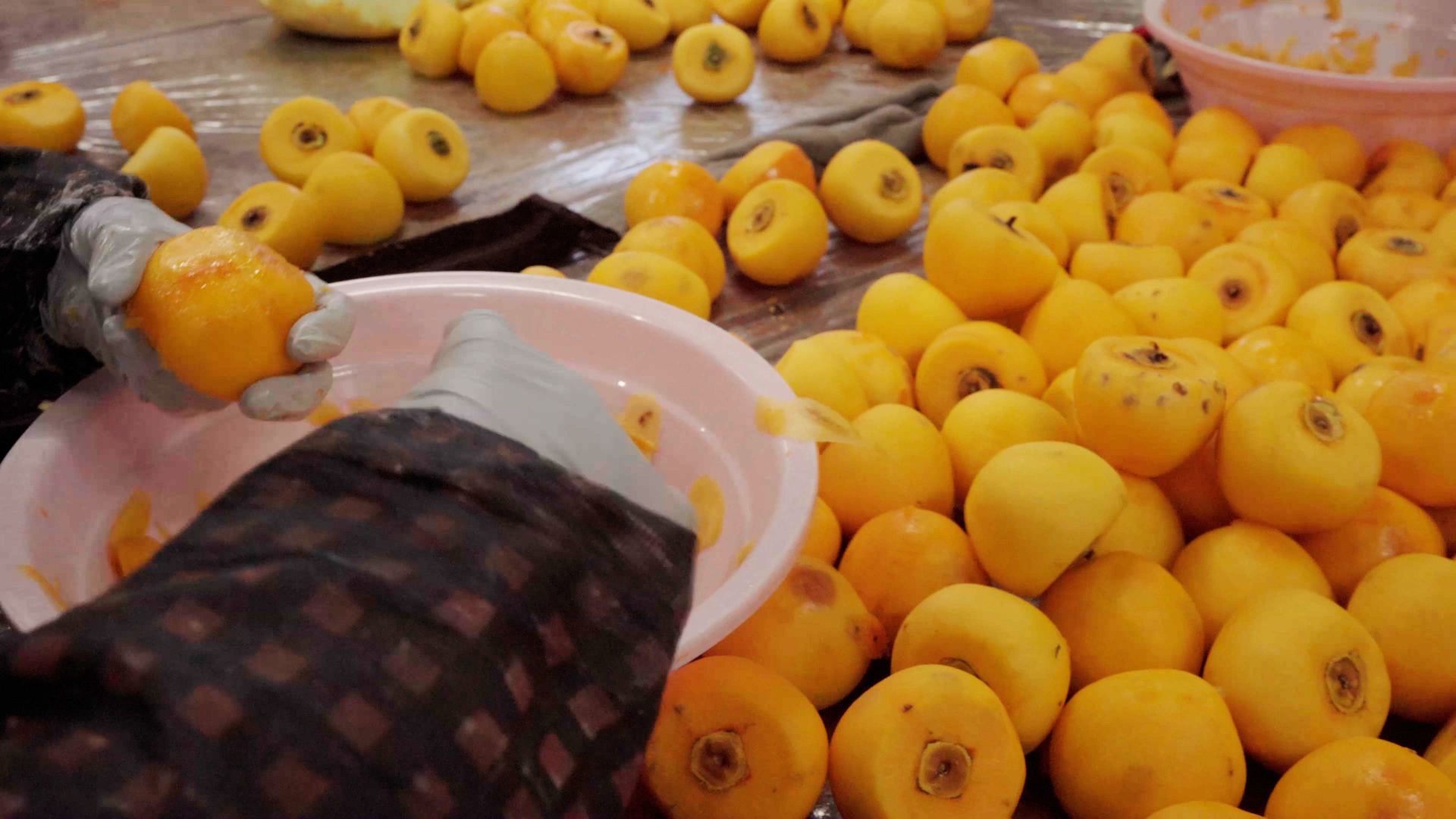 Persimmon Preparation: From Harvest to Dried Persimmon